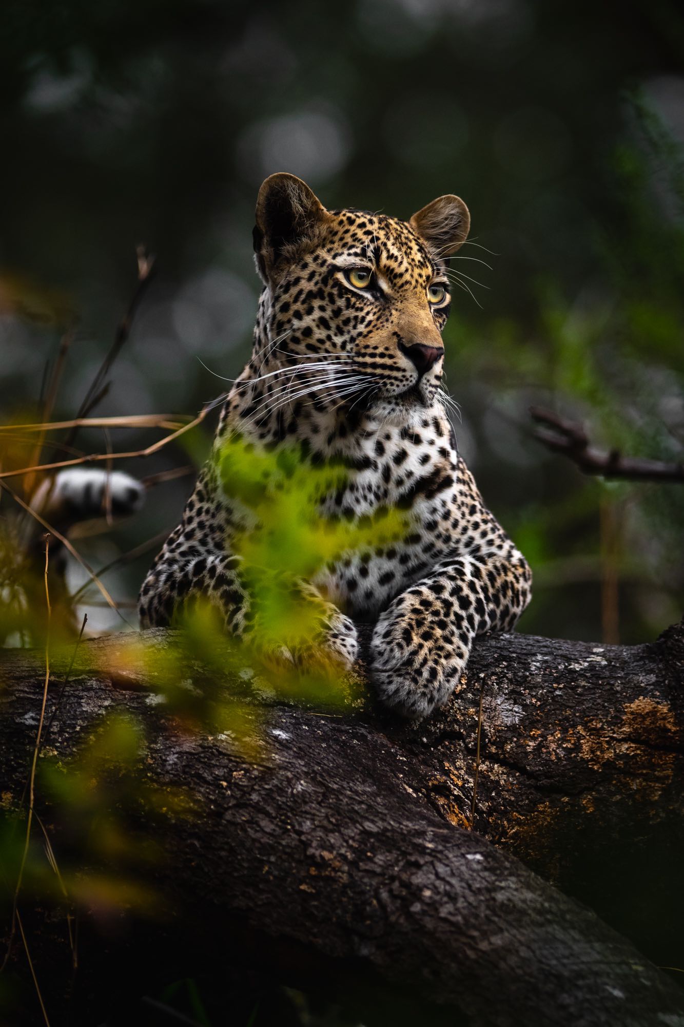 Leopards on safari tour South Africa